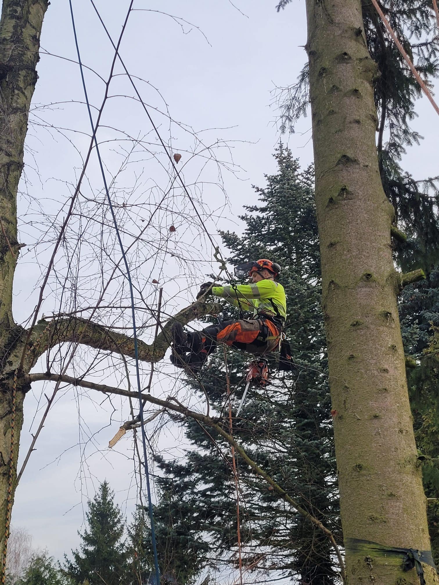 Dawid na linach w gałęziach w żółtej kurtce odblaskowej