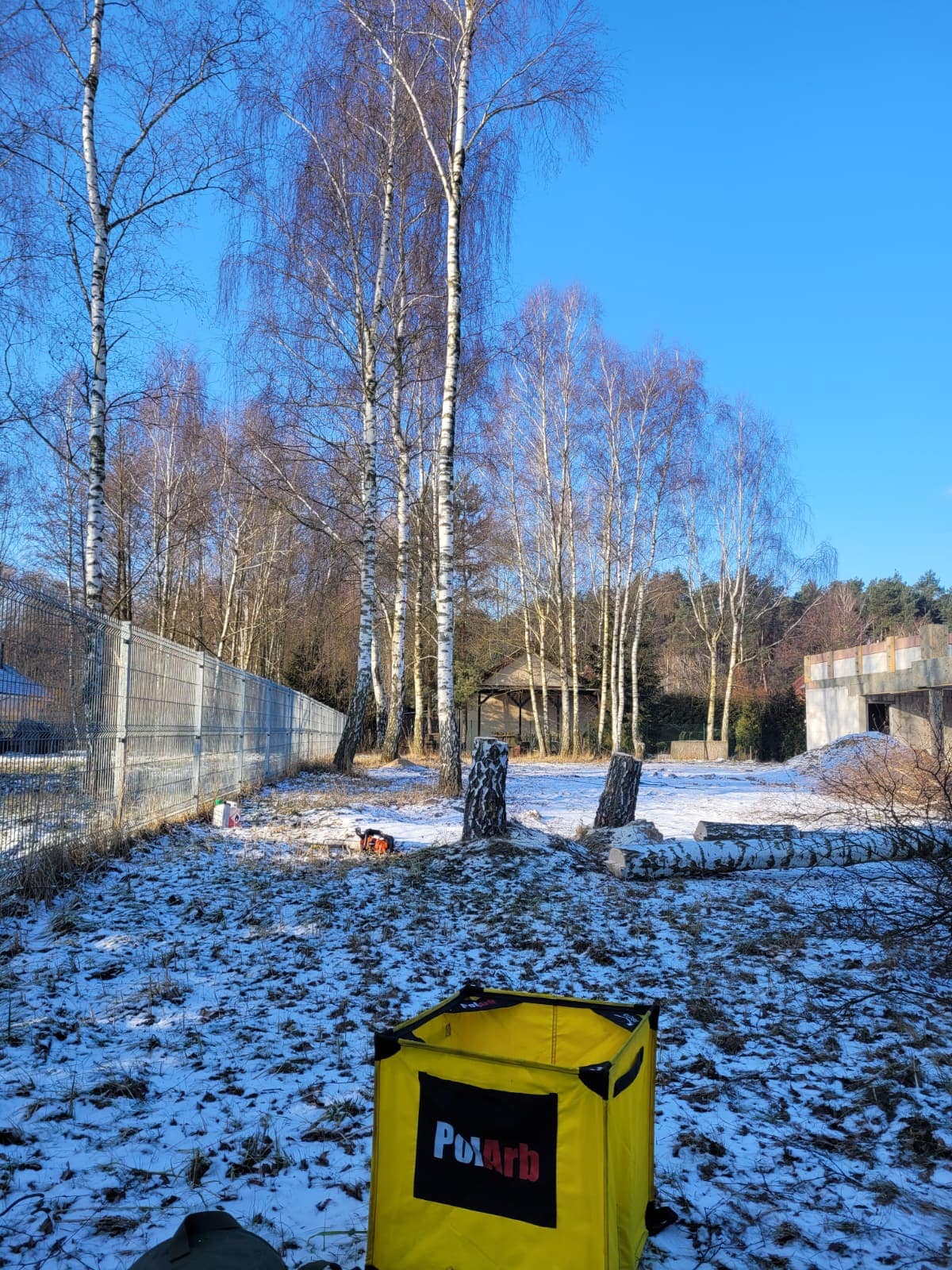 Teren po wycince brzóz zimą – pniaki i żółta torba PolArb na śniegu
