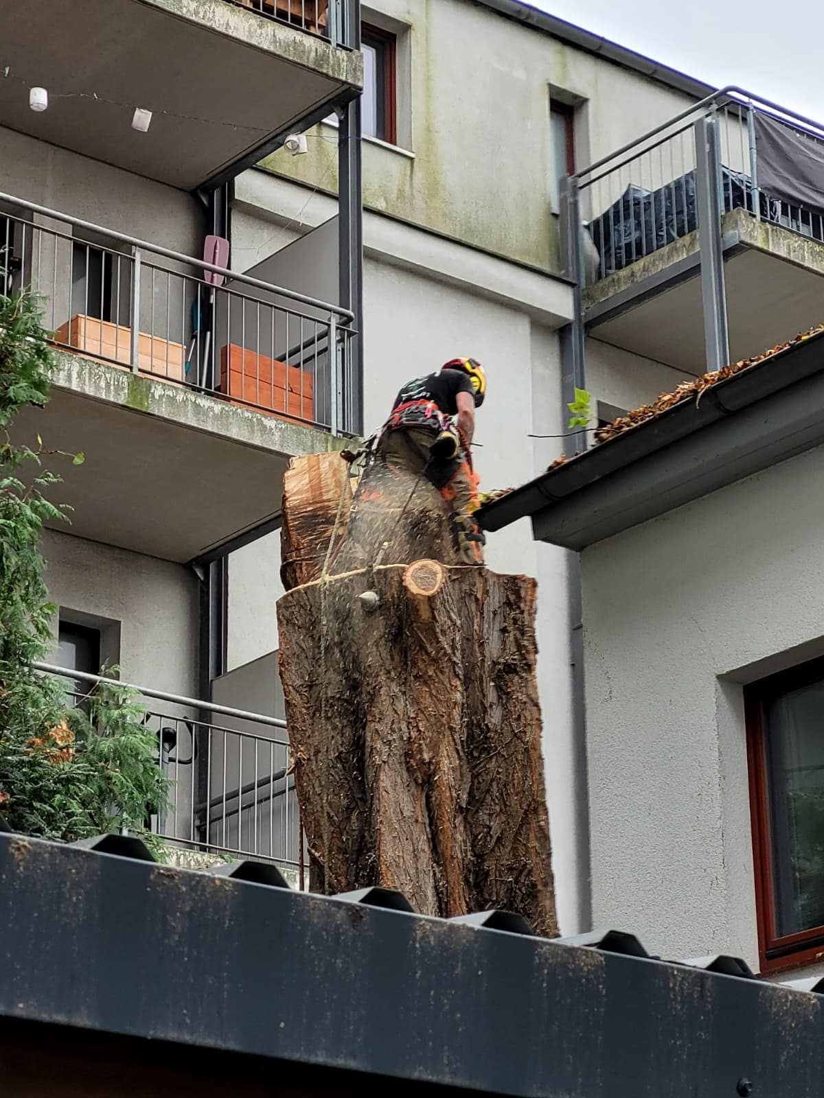 Wycinka drzewa przy dachu i balkonach bloku – trociny w powietrzu