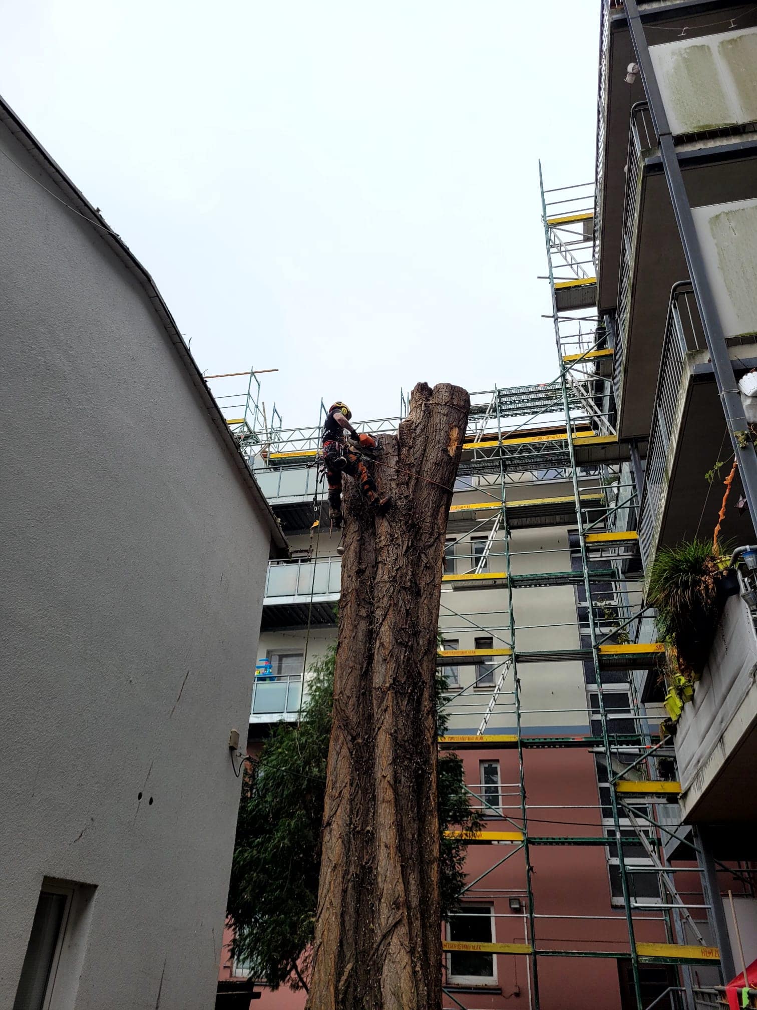 Arboryta na linach przy ogołoconym pniu – wycinka przy bloku z rusztowaniem